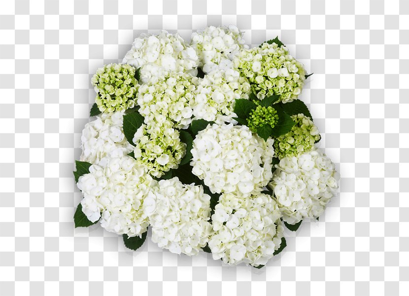 Hydrangea Floral Design Cut Flowers Flower Bouquet - White Transparent PNG