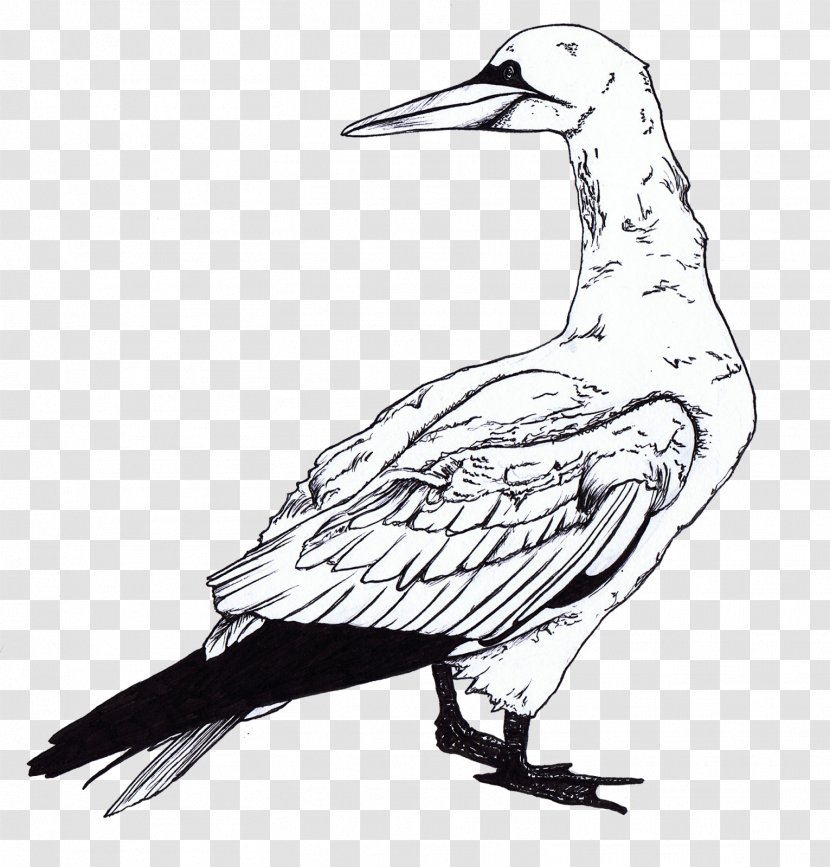 Gulls Bird Coloring Book Clip Art - Beak - Pictures Of Seagulls To Colour Transparent PNG