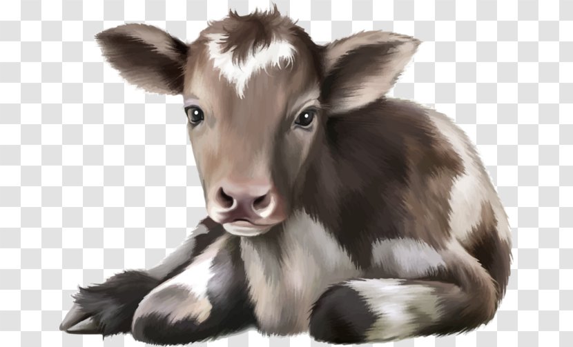 Cattle Calf Drawing Infant - Royaltyfree - Cute Cow Transparent PNG