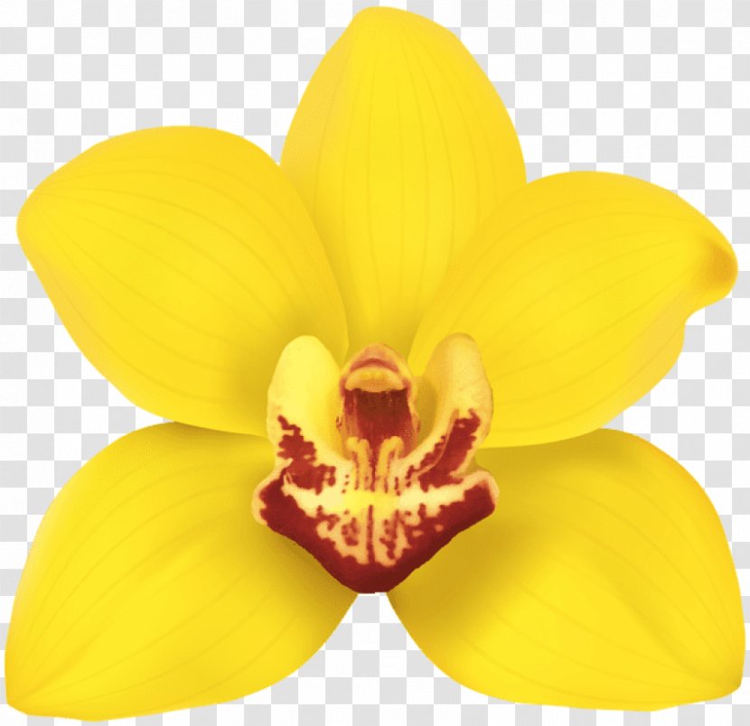 Clip Art Lady's-slipper Moth Orchids Portable Network Graphics Image - Orchid Png Gallery Yopriceville Transparent PNG