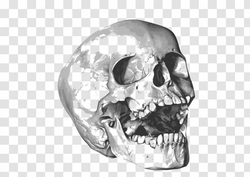 Calavera Skull Clip Art - Monochrome Transparent PNG