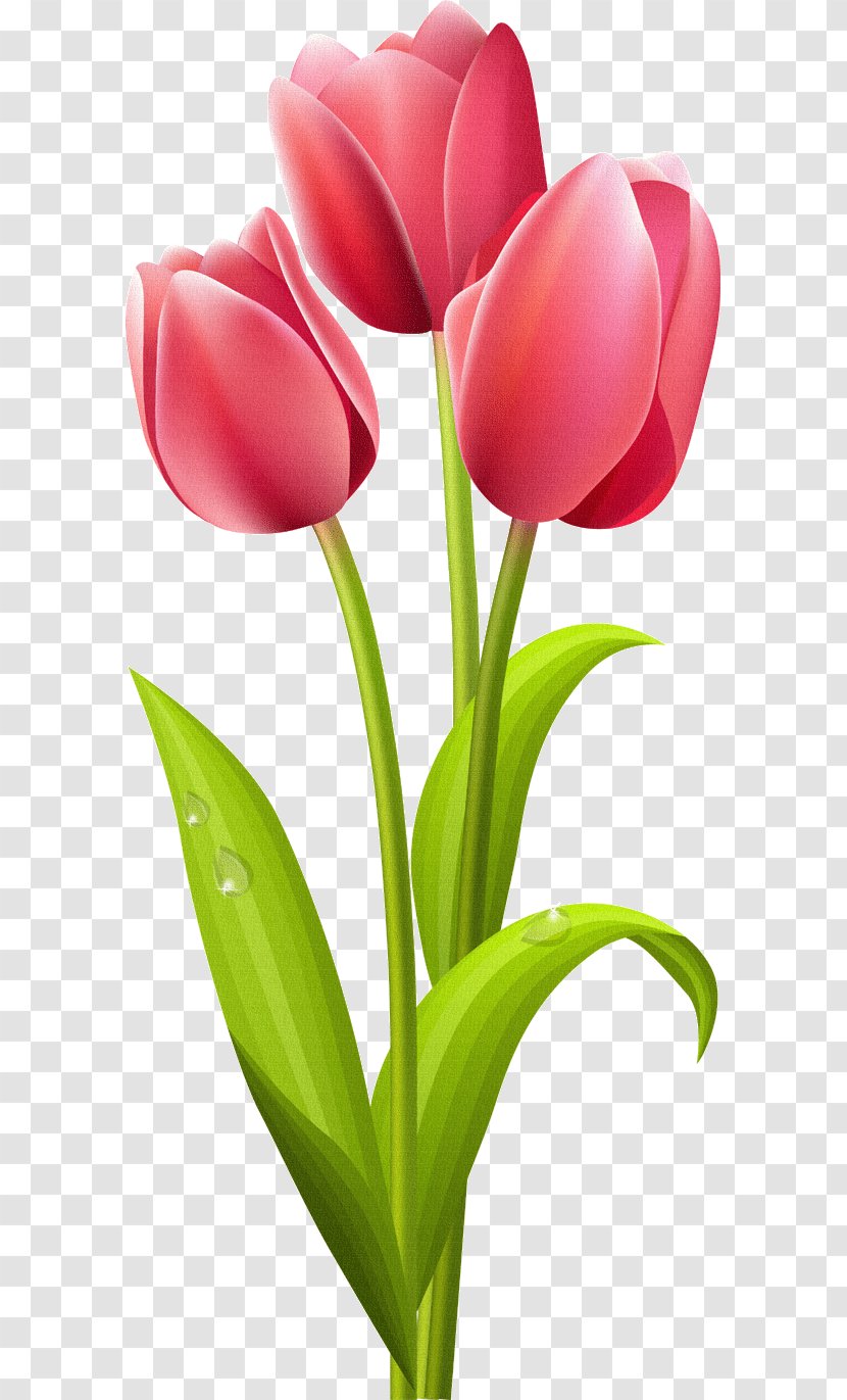 Tulip Flower Rose Clip Art Transparent PNG