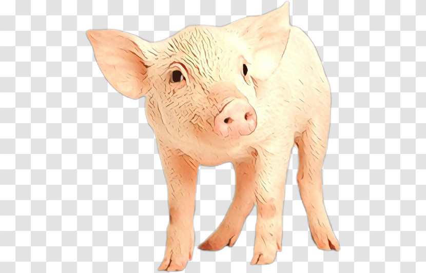 Suidae Animal Figure Snout Boar Livestock Transparent PNG