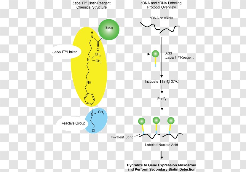 Nucleic Acid Hybridization Blot Fluorophore Křížení - Hair Anatomy Transparent PNG