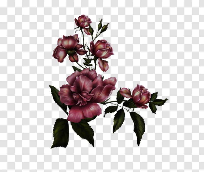 YouTube Art Clip - Rosa Centifolia - Youtube Transparent PNG