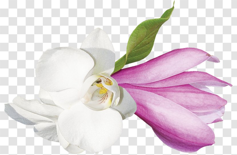 Cut Flowers Clip Art - Magnolia Denudata - Copyright Transparent PNG