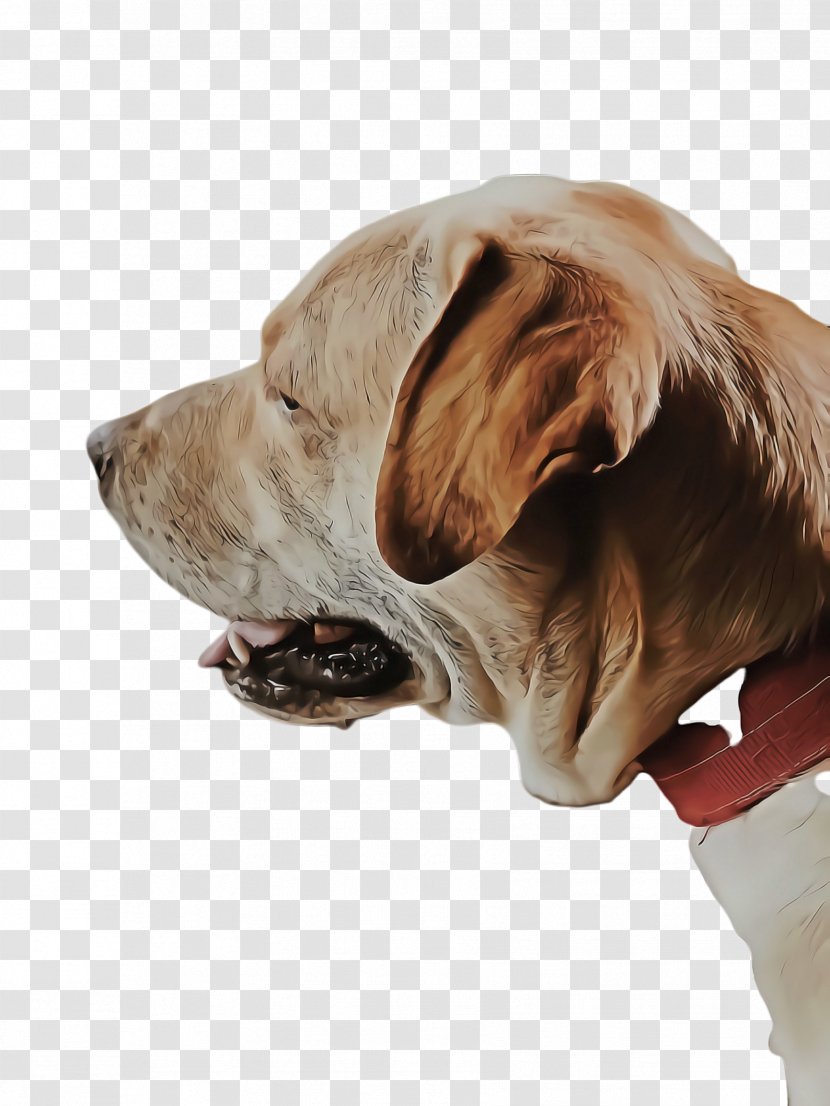 Cute Dog - Ear - Giant Breed Transparent PNG