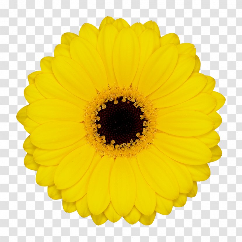 Transvaal Daisy Floristry Cut Flowers Sailor Wholesale - Assortment Strategies - Hollandia Greenhouses Ltd Transparent PNG