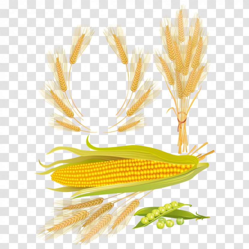 Maize Wheat Corn Kernel Transparent PNG