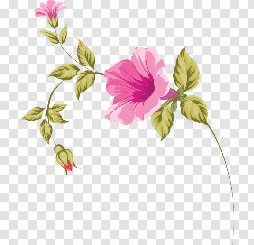 Mallows Design Illustration Rose Family - Petal - Flower Transparent PNG