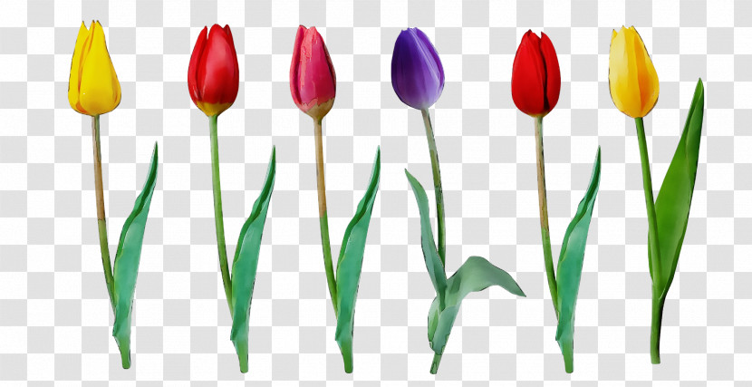 Plant Stem Tulip Lilies Petal Bud Transparent PNG