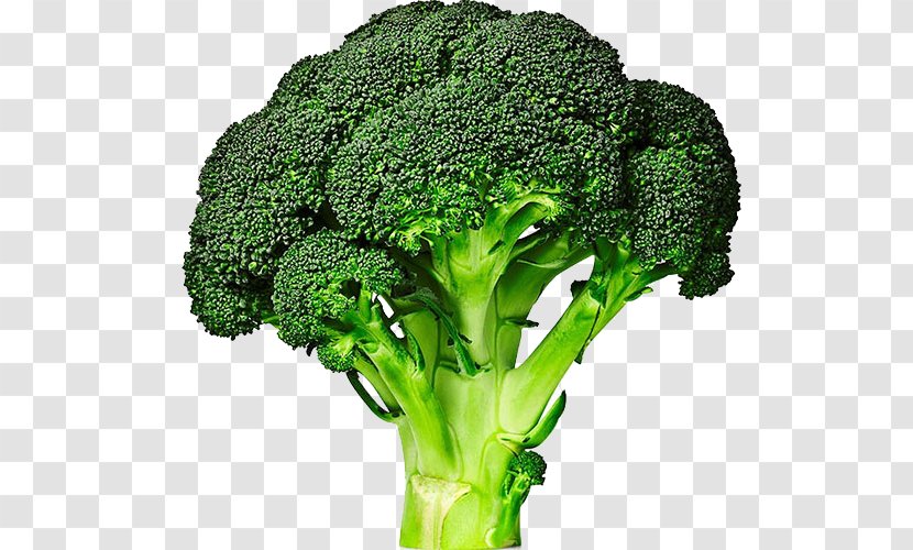 Broccolini Cabbage Vegetable Broccoli Sprouts - Brassica Oleracea - Green Vegetables Transparent PNG