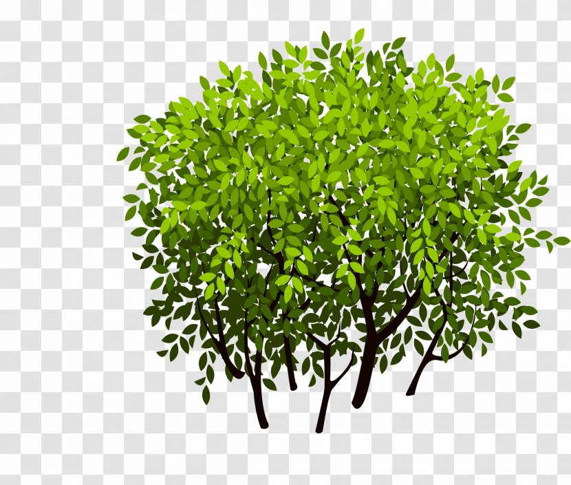 Shrub Tree Leaf - Bush Transparent PNG