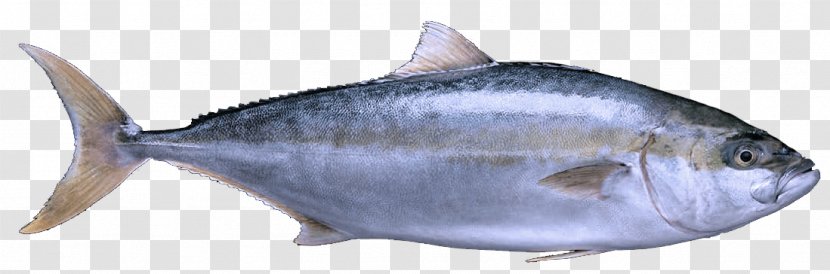 Fish Products Oily Thunnus - Tuna - Scombridae Atlantic Spanish Mackerel Transparent PNG