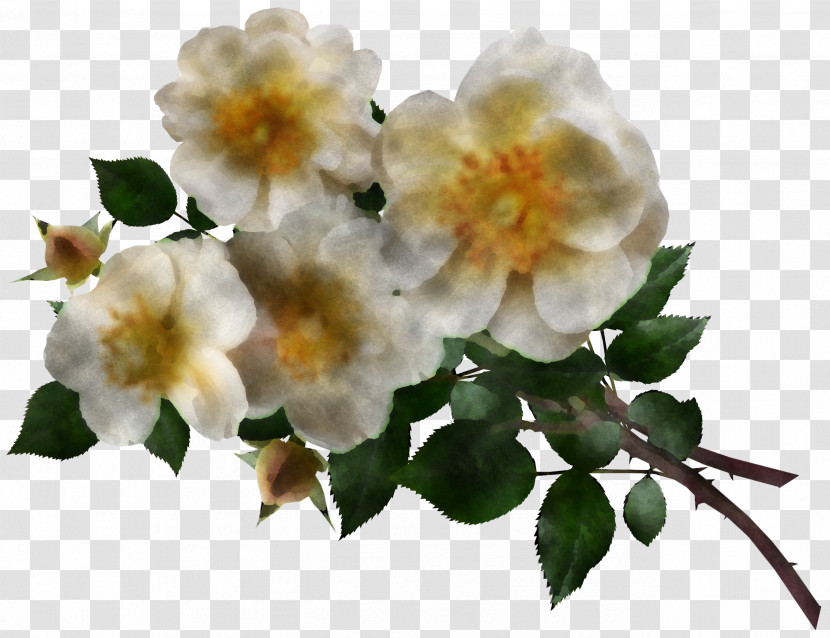 Garden Roses Transparent PNG