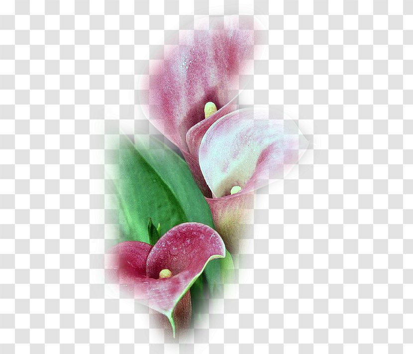 Flower Petal Plants Tulip Image - Magenta Transparent PNG
