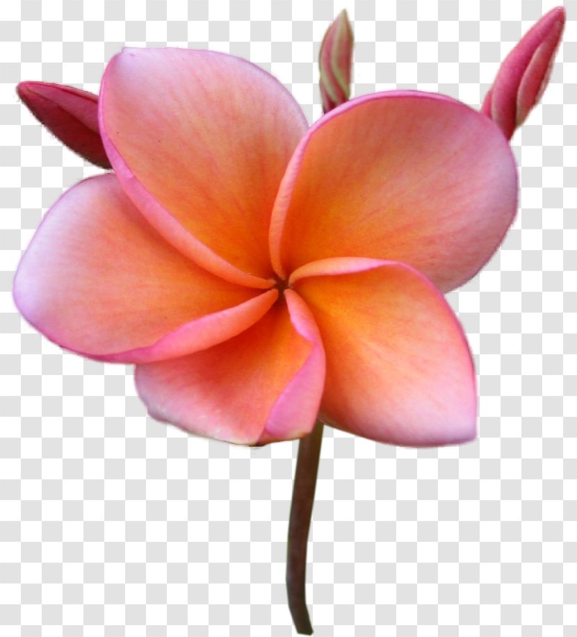 Flower Frangipani Stock Photography Clip Art - Cut Flowers Transparent PNG