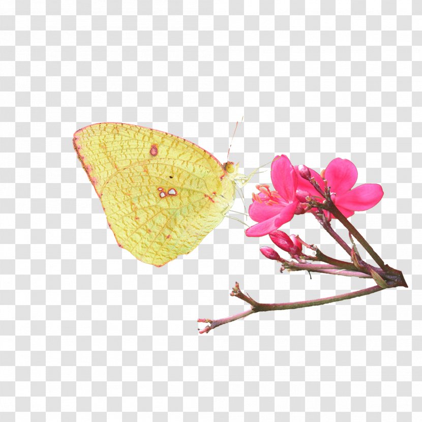 Colias Plaques Edge - Pollinator - Moths And Butterflies Transparent PNG