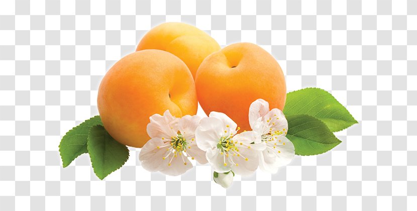 Desktop Wallpaper Fruit Flower Tangerine Apricot - Kernel Transparent PNG