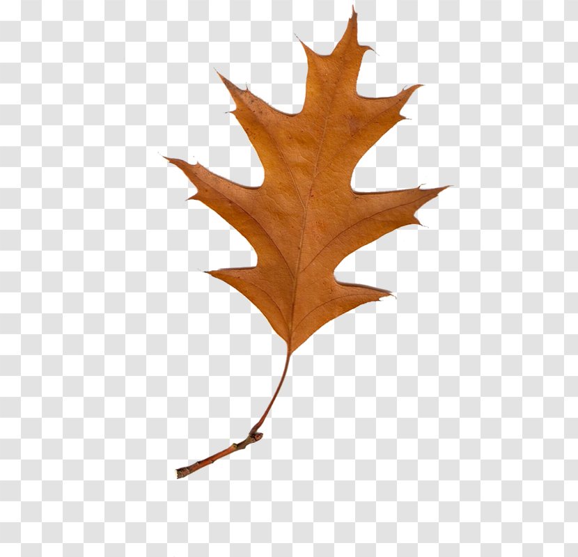 Maple Leaf Autumn Leaves Clip Art Transparent PNG