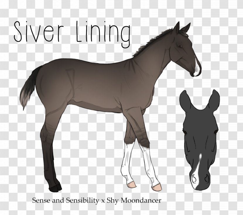 Mustang Foal Stallion Colt Mare - Halter Transparent PNG