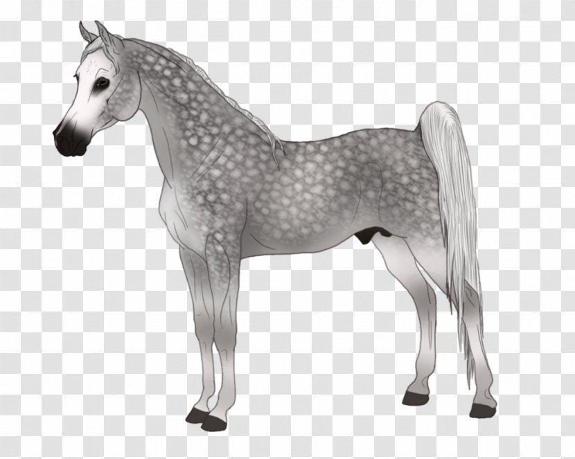 Stallion Mustang Foal Mare Colt - Horse Transparent PNG