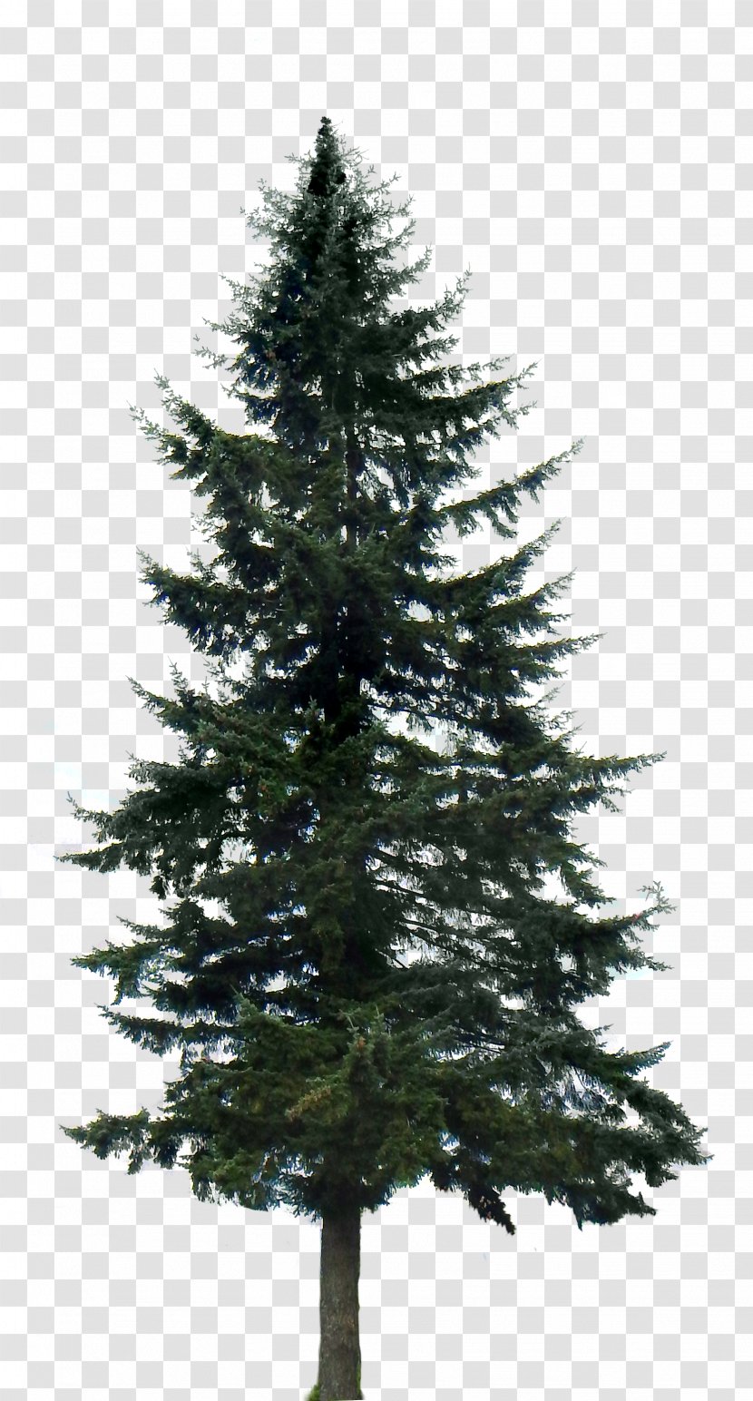 Western Yellow Pine Tree Clip Art - Royaltyfree - Fir-tree Transparent PNG