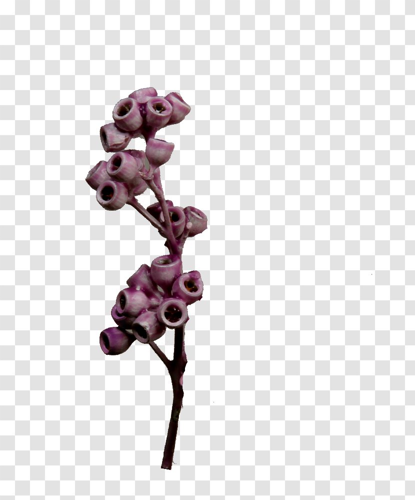 Flowering Plant Plants - Purple - EUKALYPTUS Transparent PNG