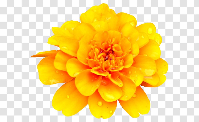 Yellow Cut Flowers - Petal - Flower Transparent PNG