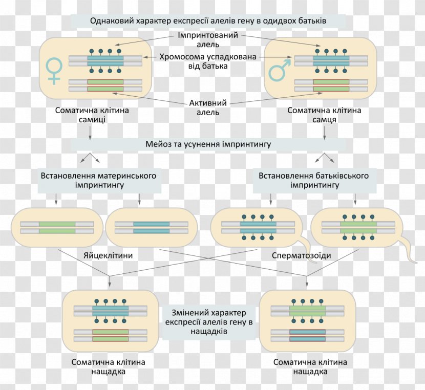 Genomic Imprinting Genome Molecule - Human - Text Transparent PNG