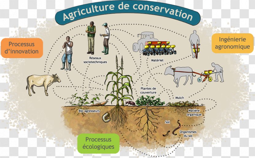 Tree Product Design Water Resources Diagram Transparent PNG