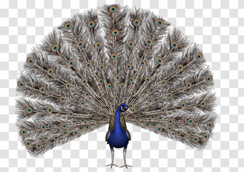 Bird Asiatic Peafowl Royalty-free Stock Photography - Beak Transparent PNG