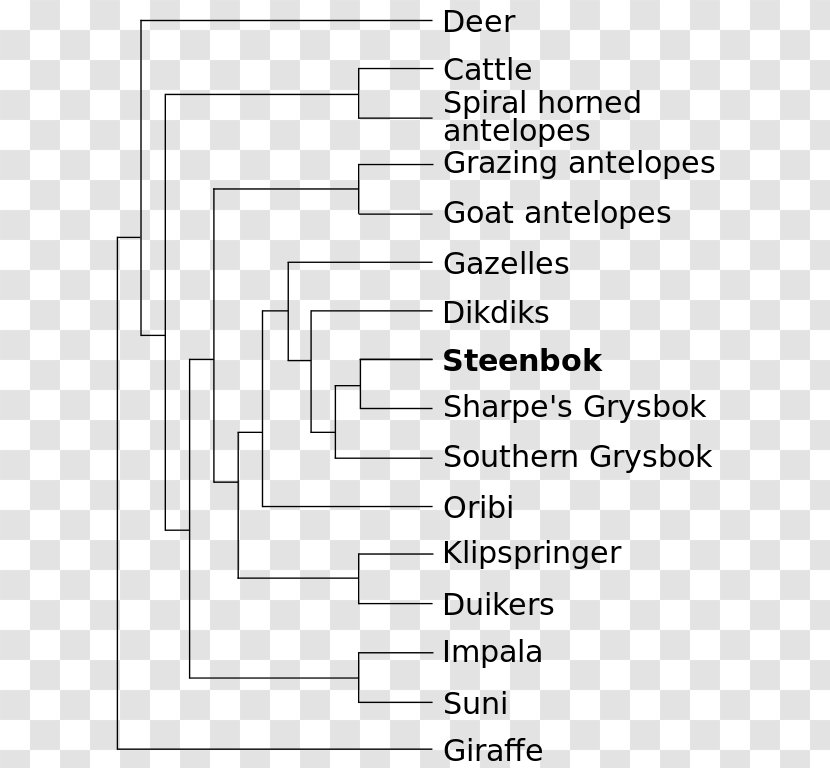 Antelope Okapi Steenbok Phylogenetic Tree Phylogenetics - Parallel Transparent PNG