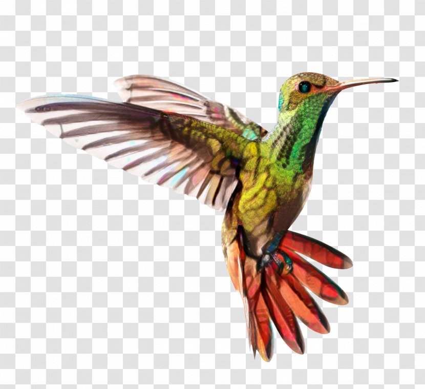 Hummingbird Drawing - Wildlife - Piciformes Jacamar Transparent PNG