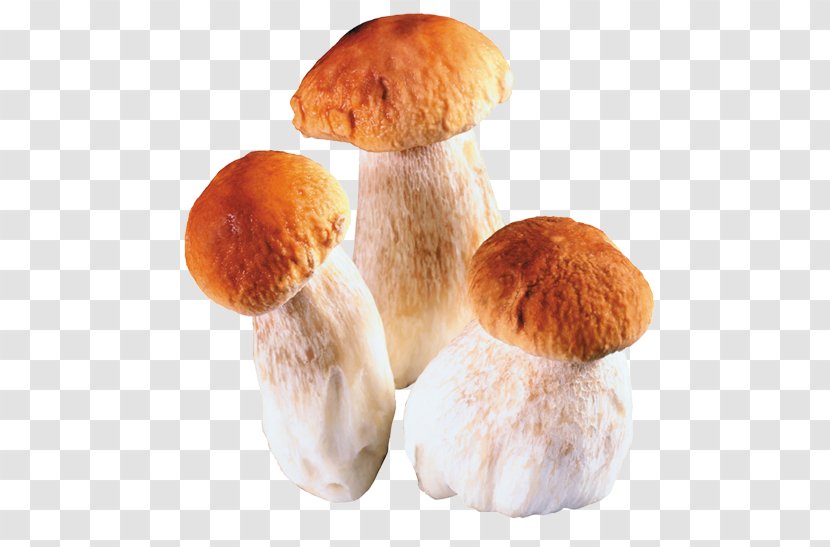 Edible Mushroom Fungus Penny Bun Boletus Aereus - Bread Transparent PNG