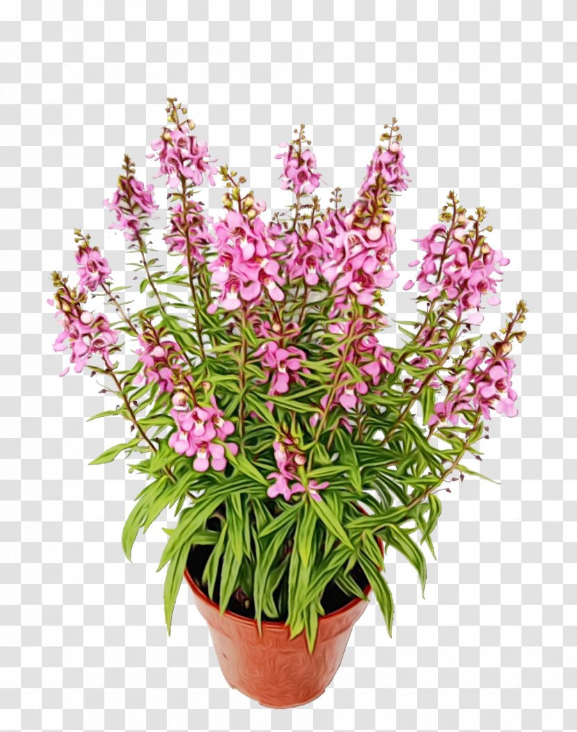 Flowerpot Garden Centre Angelonia Ornamental Plant - Woolly Pocket - Succulent Transparent PNG