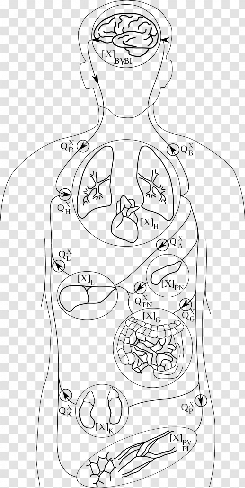 Line Art Finger Drawing /m/02csf - Watercolor - Adipose Tissue Transparent PNG