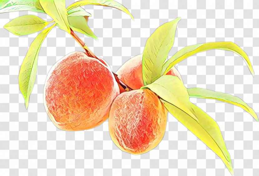 Tree Of Life - Fruit - Superfruit Flower Transparent PNG