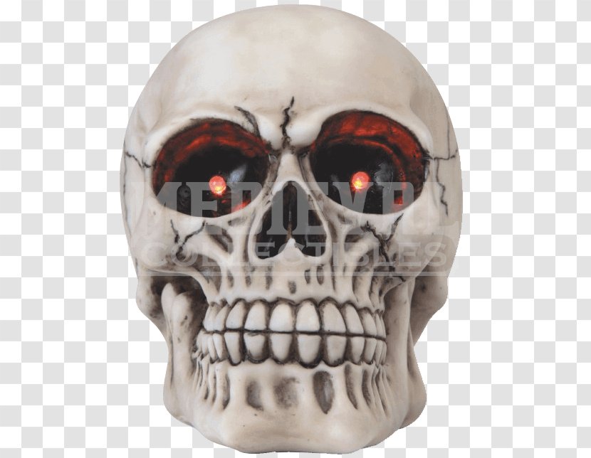 Skull Human Skeleton Jaw Head - Neck Transparent PNG