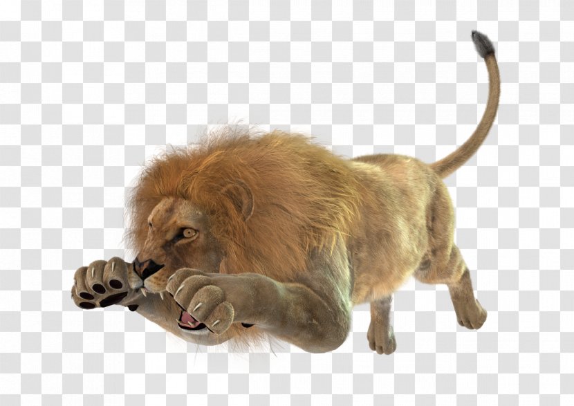 White Lion Leopard Cougar Stock Photography - Fotolia Transparent PNG