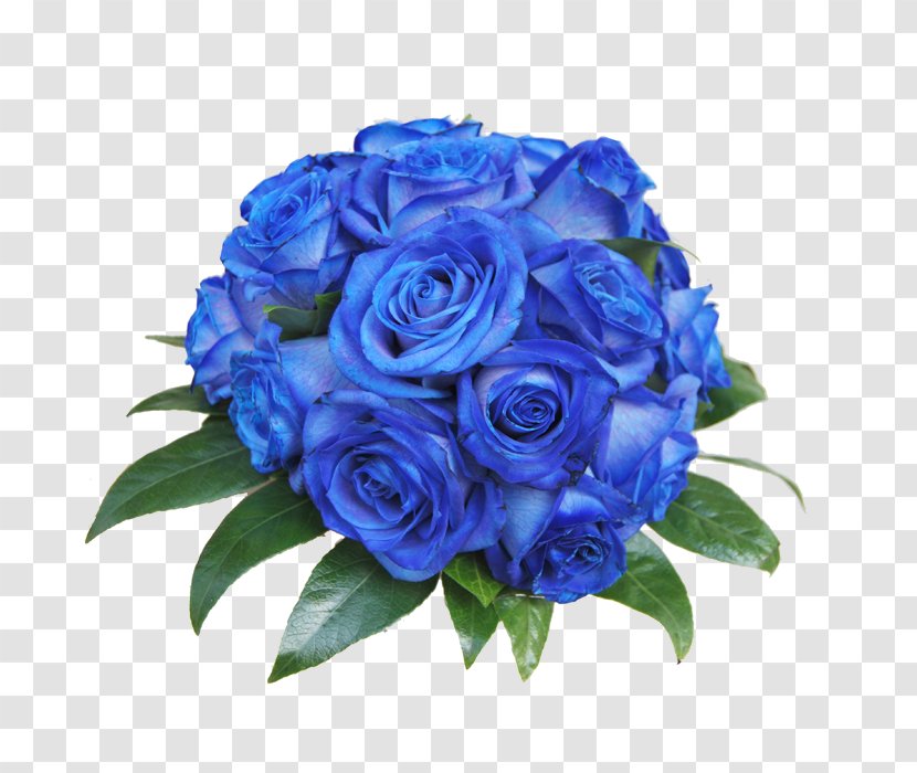 Blue Rose Garden Roses Centifolia Cut Flowers - Flower Bouquet Transparent PNG