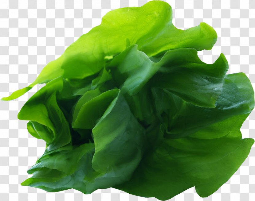 Romaine Lettuce Leaf Vegetable - Plant - Green Vegetables Transparent PNG