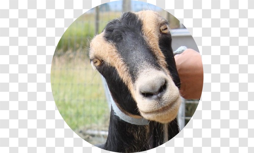 American Lamancha Goat Gothberg Farms LLC Bow Sheep - Herd - Farm Transparent PNG