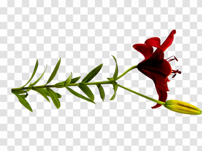Flower Lilium Clip Art - Red - Lily Transparent PNG
