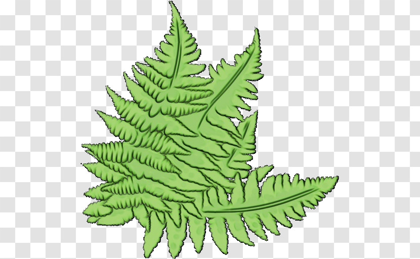 Fern Transparent PNG