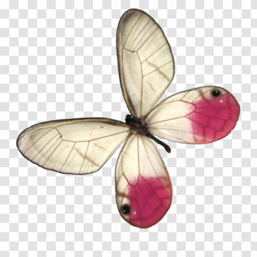Butterfly Insect Pollinator - Butterflies And Moths - Watercolor Transparent PNG