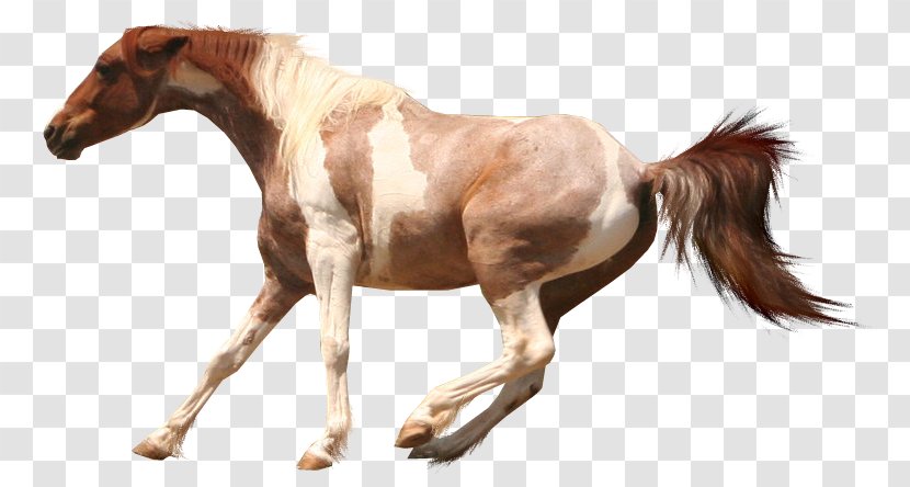 American Paint Horse Arabian Cream Draft Appaloosa Mustang Transparent PNG