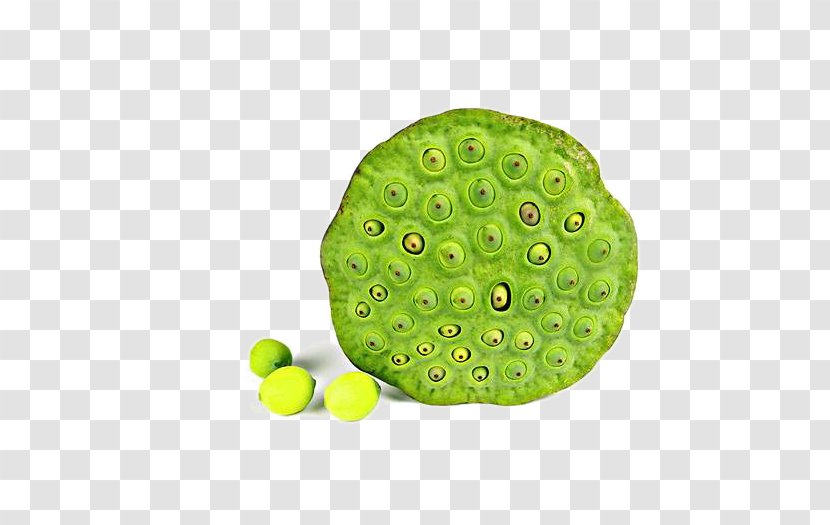 Green Nelumbo Nucifera Lotus Seed - Heart Transparent PNG