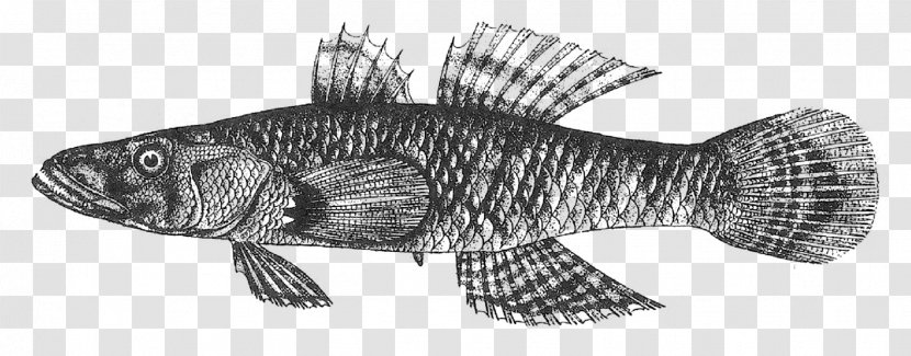 Crazy Fish Eleotridae Oxyeleotris Marmorata Animal - Organism Transparent PNG