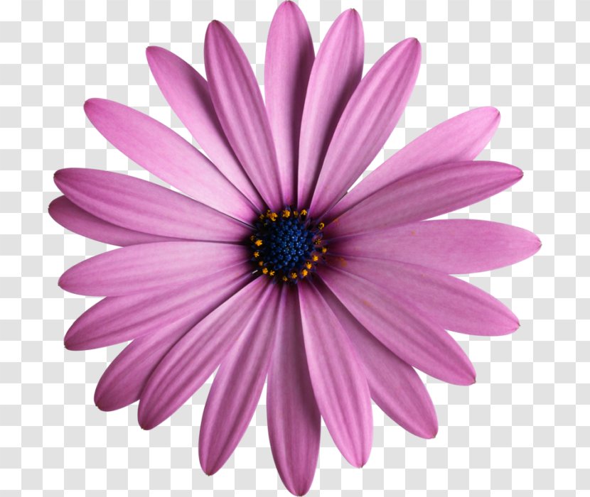 Wie Du Freunde Gewinnst. Dale Carnegie Für Mädchen Flower Petal Floral Design Amazon.com - Chrysanths Transparent PNG